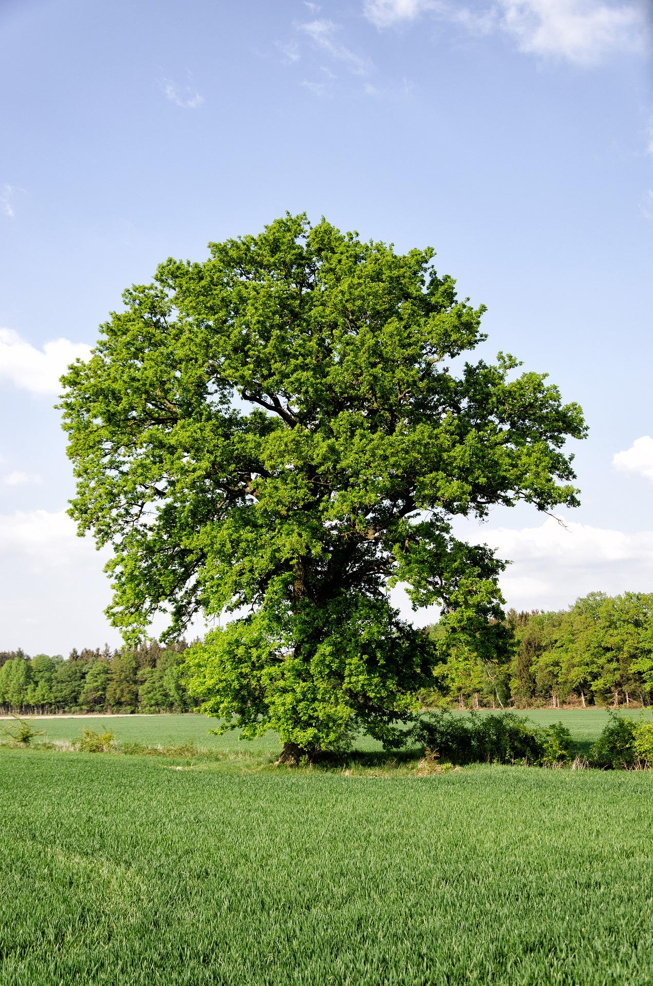 Quercia